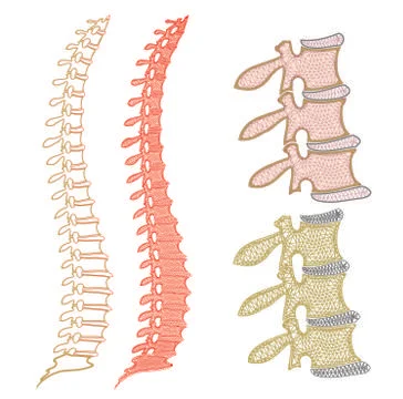 Spine graphic Stock Illustration