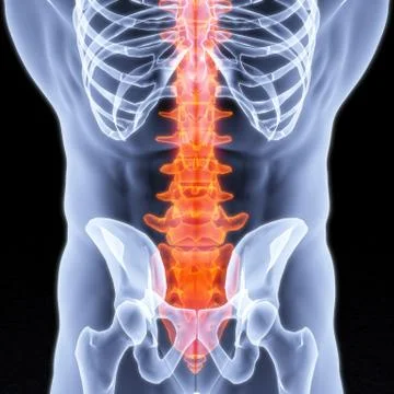 Spine Stock Illustration