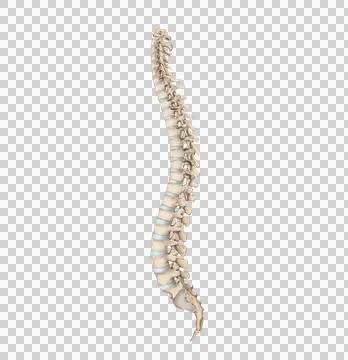 Spine Stock Illustration