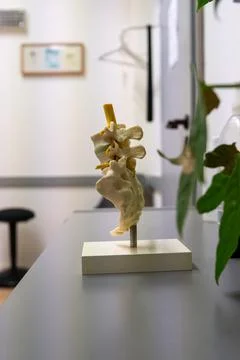 Spine Model on Desk in Physiotherapy Practice Clinic Showing Lumbar Vertebr.. Stock Photos