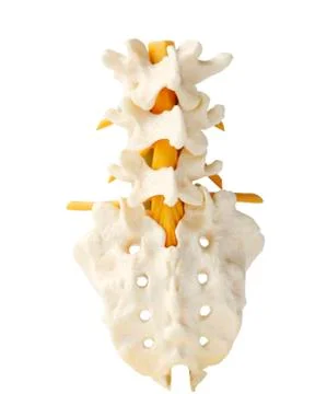 Spine 스톡 사진