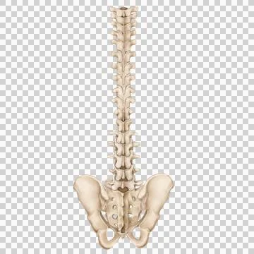 Spine post 1 Stock Illustration