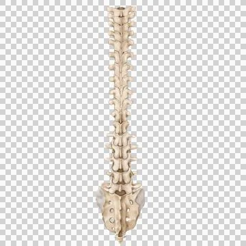 Spine posterior Stock Illustration