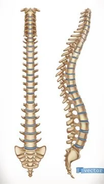 Spine structure. Front and side view. Human skeleton, medicine. 3d vector ico Illustrazione stock