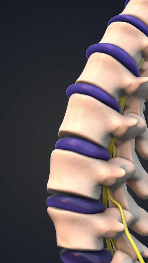 The spine system of the human body Stock-Footage 281309878