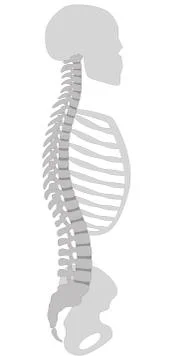Spine Thorax Skull Pelvic Bone Stock Illustration