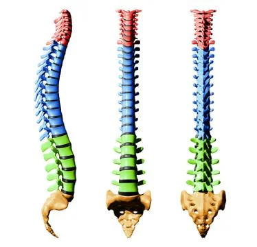 Spine Vertebrae - Color Parts Stock Illustration