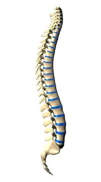 Spine Vertebrae - Lateral view / Side view Stock-Illustration