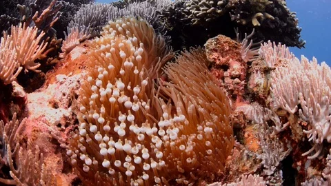 Spinecheek Anemonefish and Bubble Tip Anemone Video stock 112233957