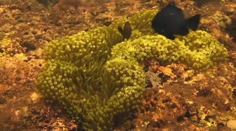 Spinecheek anemonefish Stock Footage 10723446