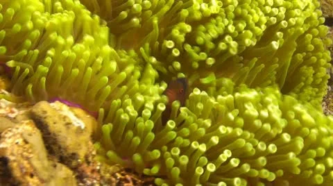 Spinecheek anemonefish Stock Footage 10736648