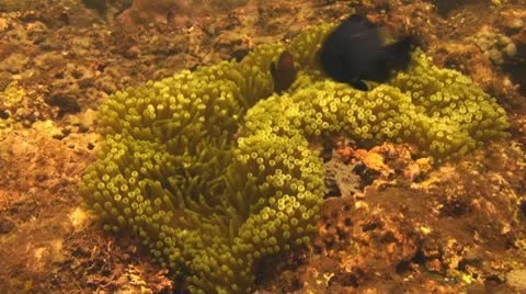 Spinecheek anemonefish Stock Footage 10736958