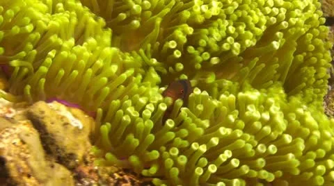 Spinecheek anemonefish Stock Footage 10738033