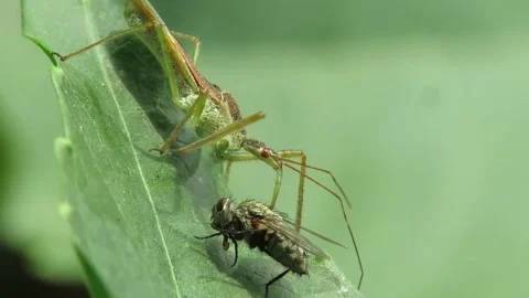 The spined assassin bug, hunter insect, prey eats caught macro video. Stock Footage 164350992