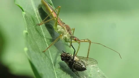 The spined assassin bug, hunter insect, prey eats caught macro video. Stock Footage 164351066