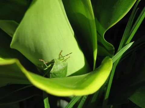 Spined bug Foto stock