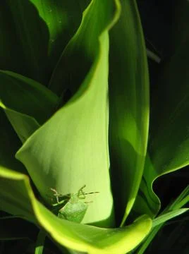 Spined bug Stock Photos