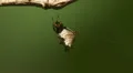 Spined Micrathena (Micrathena gracilis) Spider - Female 1 HD Footage