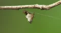 Spined Micrathena (Micrathena gracilis) Spider - Female 2 HD Footage