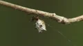 Spined Micrathena (Micrathena gracilis) Spider - Female 3 HD Footage