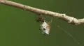 Spined Micrathena (Micrathena gracilis) Spider - Female 4 HD Footage