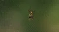 Spined Micrathena (Micrathena gracilis) Spider - Female Spinning Web 1 HD Footage
