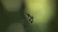 Spined Micrathena (Micrathena gracilis) Spider - Female Spinning Web 2 HD Footage