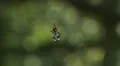 Spined Micrathena (Micrathena gracilis) Spider - Female Spinning Web 3 HD Footage
