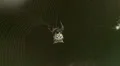 Spined Micrathena (Micrathena gracilis) Spider - Female Spinning Web 4 HD Footage