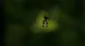 Spined Micrathena (Micrathena gracilis) Spider - Female Spinning Web 5 HD Footage