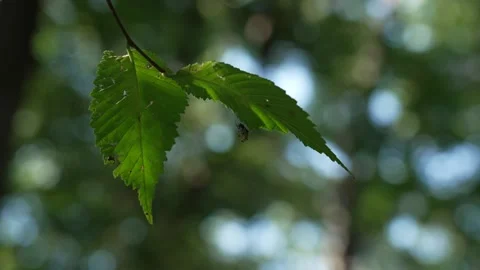 Spined Micrathena Orb Weaver Stock-Footage 206136412