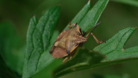 Spined shield bug Stock Footage 321132946