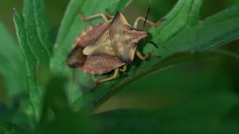 Spined shield bug Stock Footage 321133163