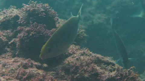 Spinefoot Fish Is Grabbing Moss From The Rock Underwater Stock Footage 145929410