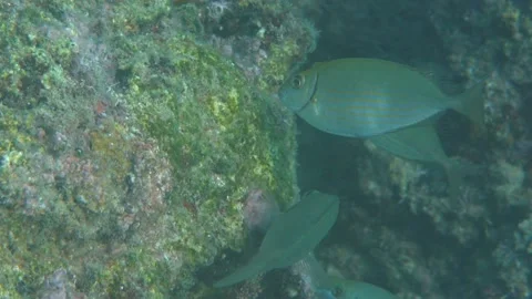 Spinefoot Fishes are Eating Moss From Rocks Underwater Stock Footage 145928552