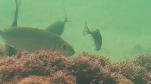 Spinefoot Fishes are Feasting Underwater Stock Footage 145933009