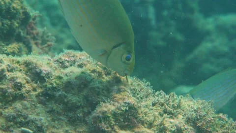 Spinefoot Fishes While Eat Their Meal Underwater Stock Footage 145927485