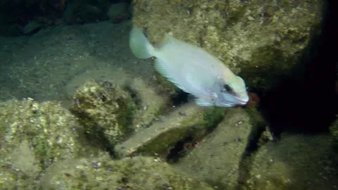 Spinefoot in nocturnal plumage swims slowly among bottom rocks. Video stock 276836021