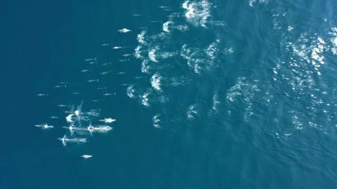 Spiner dolphins drone shot Stock Footage 280693390