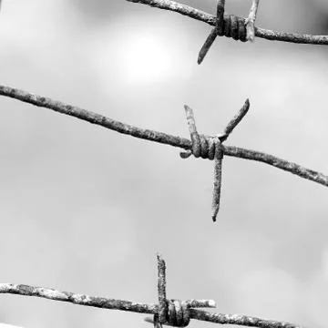 Spines of barbed wire close-up black and white photo Foto stock