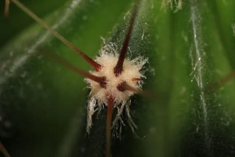 The spines of a cactus macro Stock-Fotos