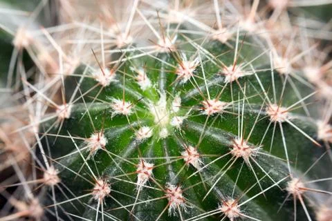 The spines of a cactus macro Foto stock