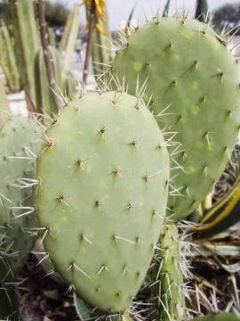 Spines on cactus Stock Photos