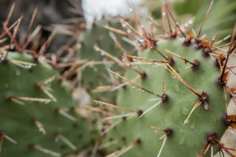 Spines of the cactus with rain drops Stock-Fotos