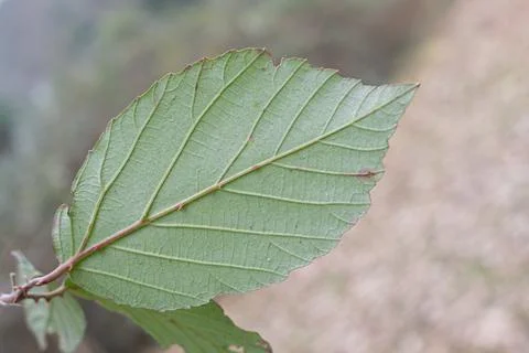 Spines on the leaf. Stock Photos