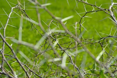 Spines Stock Photos