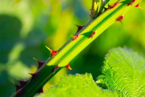 Spines from the rose Foto stock