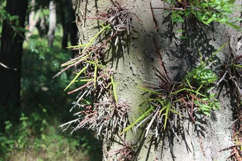 Spines on the tree of sophora Stock Photos