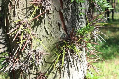 Spines on the tree of sophora Stock Photos