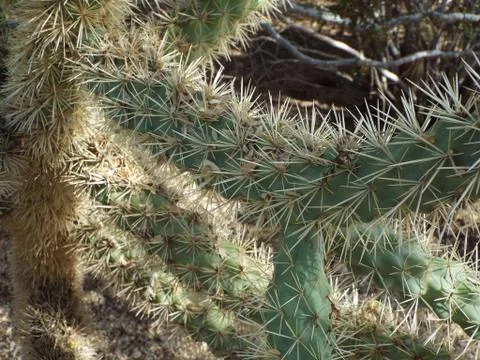 Spiney Cactus Stock Photos